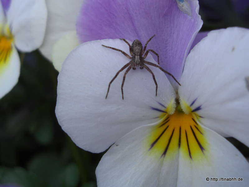 Kleine Spinne auf Hornveilchen
