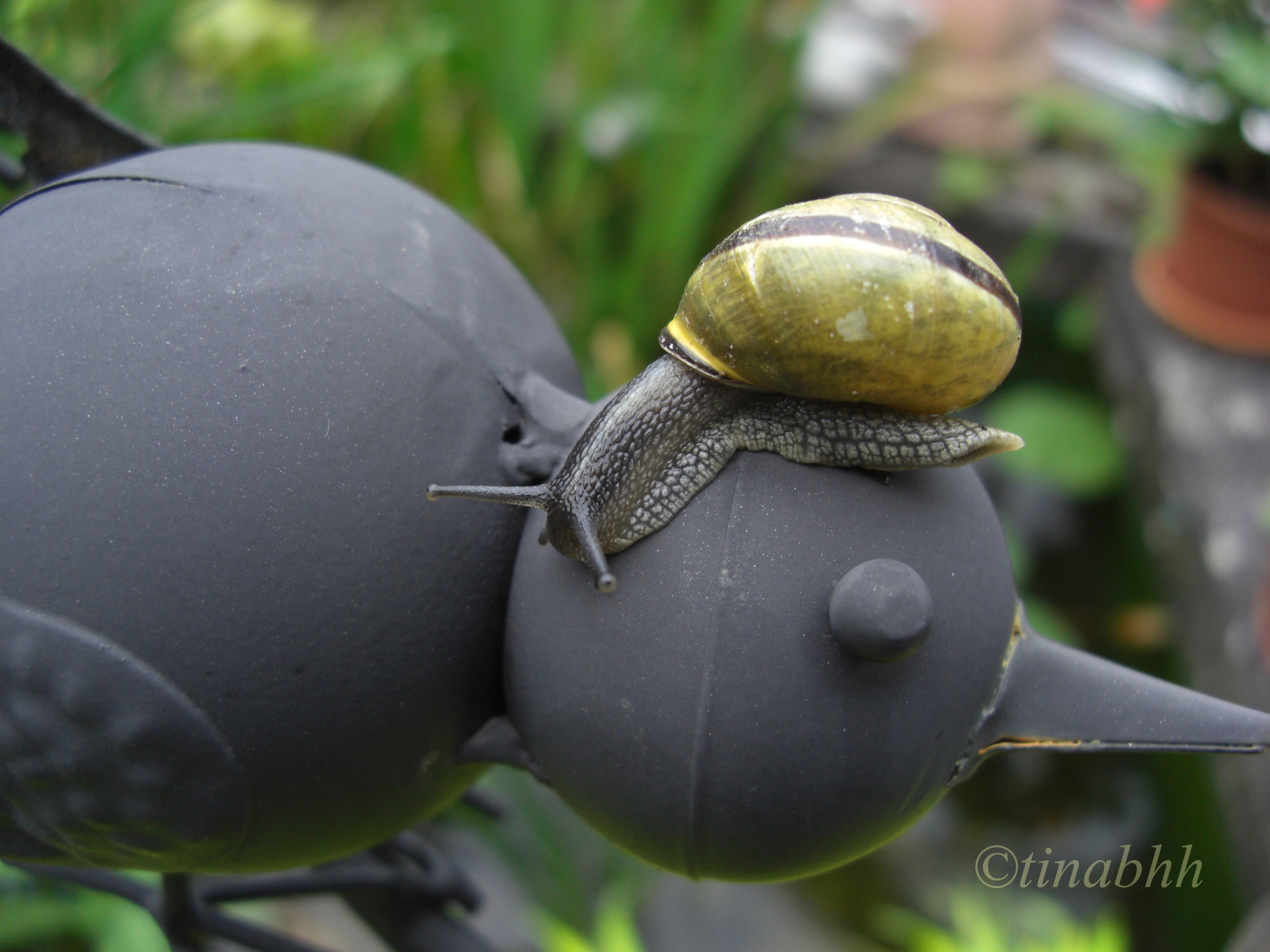 Hainschnecke