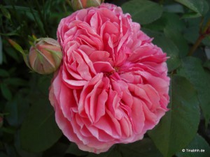 Chippendale Rose