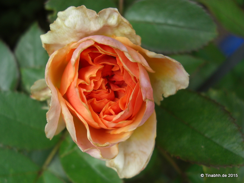 Chippendale Rose