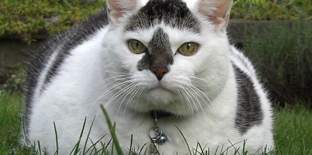 Bully im Garten