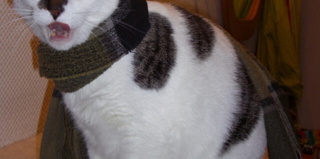 Kater Bully 2007