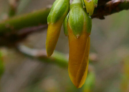 Forsythie