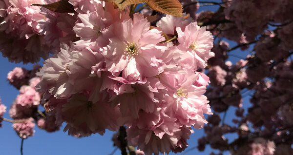 Kirschblüten