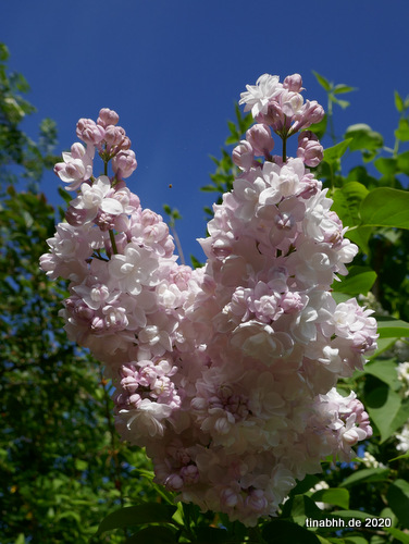 Fliederblüten