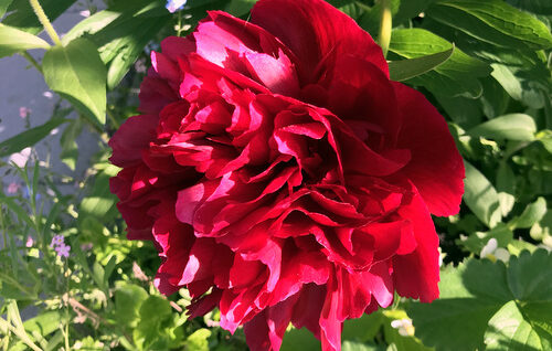 Bauernrose Pfingstrose