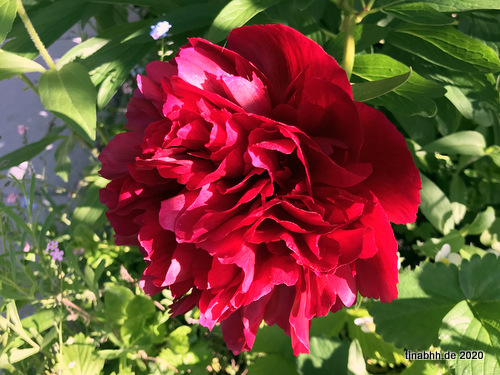 Bauernrose Pfingstrose