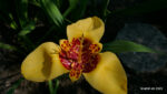 Echte Tigerblume (Tigridia pavonia)