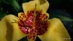 Echte Tigerblume (Tigridia pavonia)
