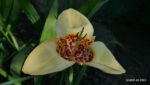 Echte Tigerblume (Tigridia pavonia)
