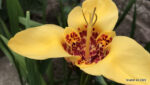 Echte Tigerblume (Tigridia pavonia)