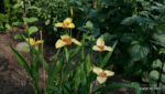 Echte Tigerblume (Tigridia pavonia)