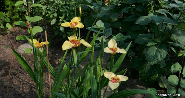 Echte Tigerblume (Tigridia pavonia)