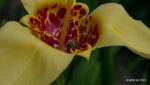 Echte Tigerblume (Tigridia pavonia)