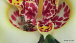 Echte Tigerblume (Tigridia pavonia)