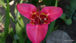 Echte Tigerblume (Tigridia pavonia)