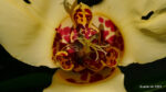 Echte Tigerblume (Tigridia pavonia)
