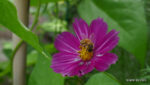 Cosmea