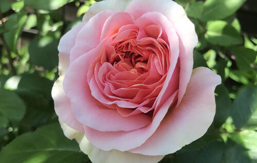 Chippendale Rose