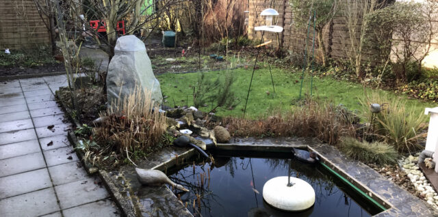 Mein Wilder Garten im Januar 2023
