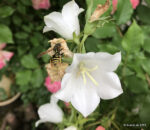 Glockenblume