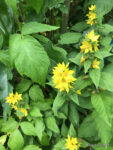 Goldfelberich