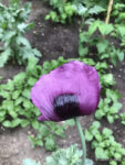 Mohn