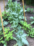 Mohn und Bohnen
