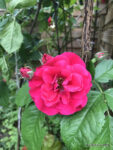 Kletterrose