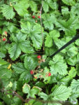 Walderdbeeren