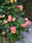 Duftrose