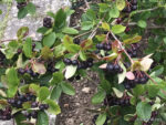 Aroniabeeren
