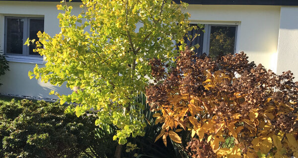 Vorgarten mit Gingko