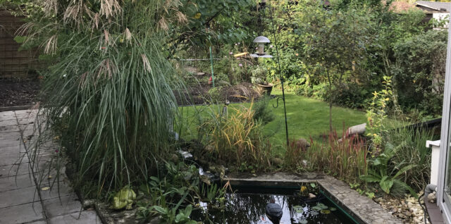 Blick in den Garten - Oktober 2023