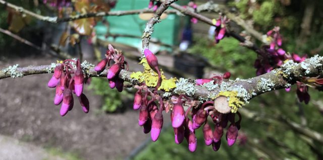 Blick in den Garten