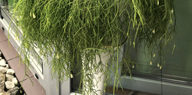 Rhipsalis campos-portoana