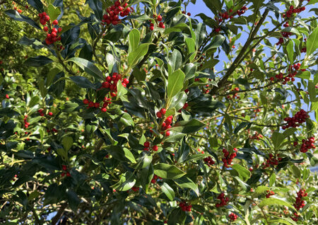 Rote Früchte