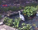 Reiher im Teich