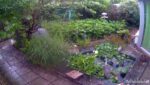 Gartenteich und Kartoffeln