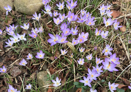 verwilderte Elfenkrokusse
